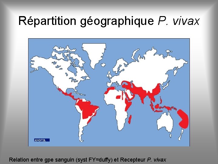 Répartition géographique P. vivax Relation entre gpe sanguin (syst FY=duffy) et Recepteur P. vivax