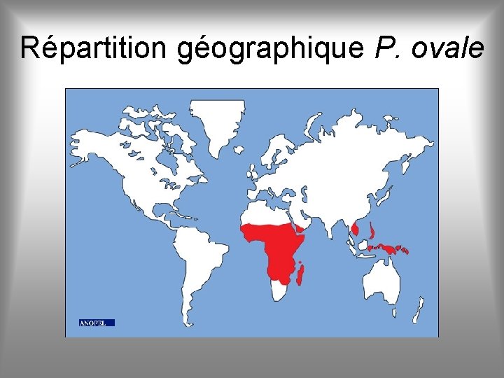 Répartition géographique P. ovale 