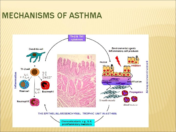 MECHANISMS OF ASTHMA 