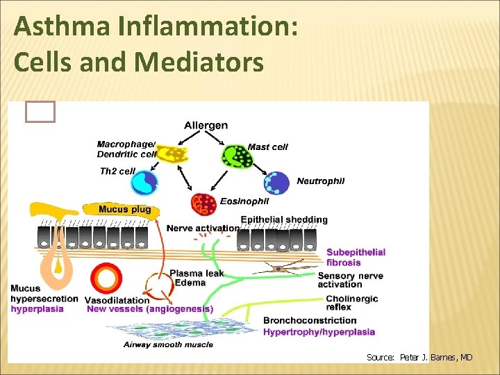 Asthma Inflammation: Cells and Mediators Source: Peter J. Barnes, MD 