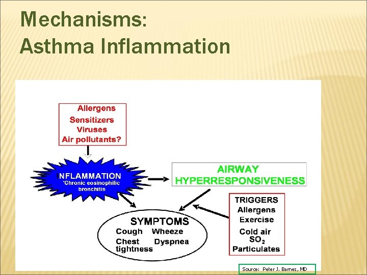 Mechanisms: Asthma Inflammation Source: Peter J. Barnes, MD 