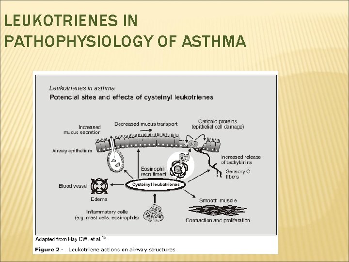 LEUKOTRIENES IN PATHOPHYSIOLOGY OF ASTHMA 