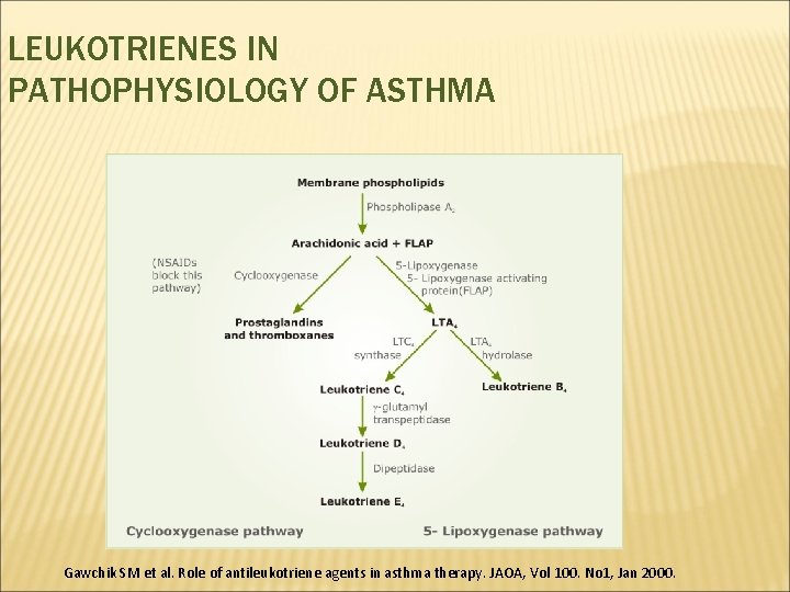 LEUKOTRIENES IN PATHOPHYSIOLOGY OF ASTHMA Gawchik SM et al. Role of antileukotriene agents in