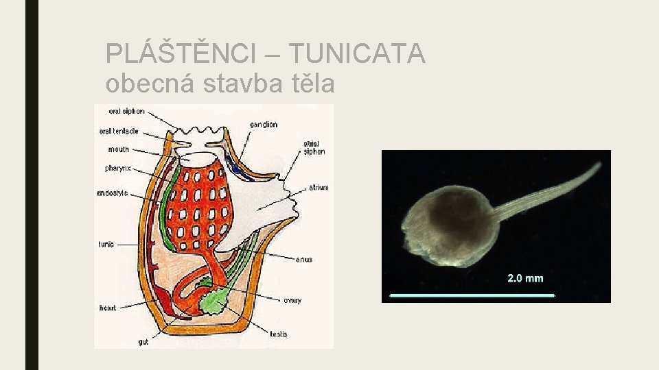 PLÁŠTĚNCI – TUNICATA obecná stavba těla 
