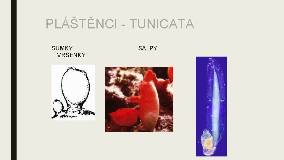 PLÁŠTĚNCI - TUNICATA SUMKY VRŠENKY SALPY 