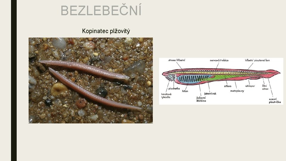 BEZLEBEČNÍ Kopinatec plžovitý 