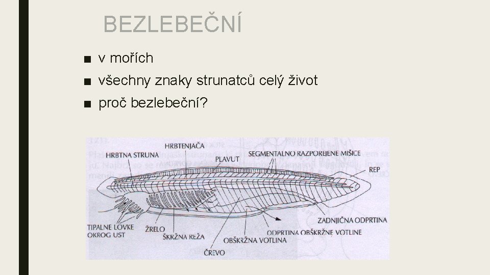 BEZLEBEČNÍ ■ v mořích ■ všechny znaky strunatců celý život ■ proč bezlebeční? 
