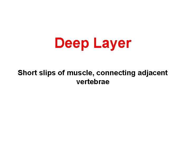 Deep Layer Short slips of muscle, connecting adjacent vertebrae 