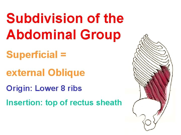 Subdivision of the Abdominal Group Superficial = external Oblique Origin: Lower 8 ribs Insertion: