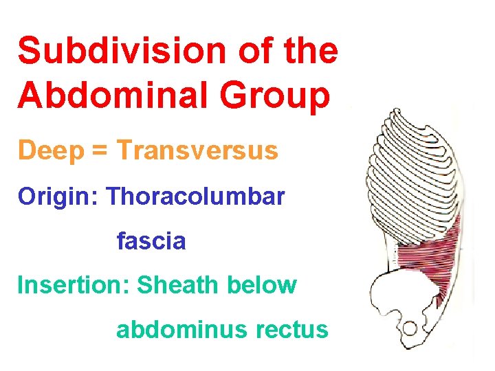 Subdivision of the Abdominal Group Deep = Transversus Origin: Thoracolumbar fascia Insertion: Sheath below