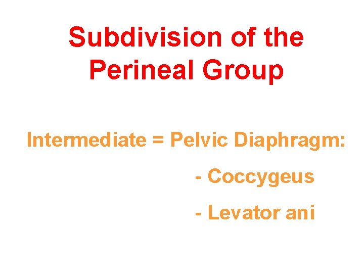 Subdivision of the Perineal Group Intermediate = Pelvic Diaphragm: - Coccygeus - Levator ani