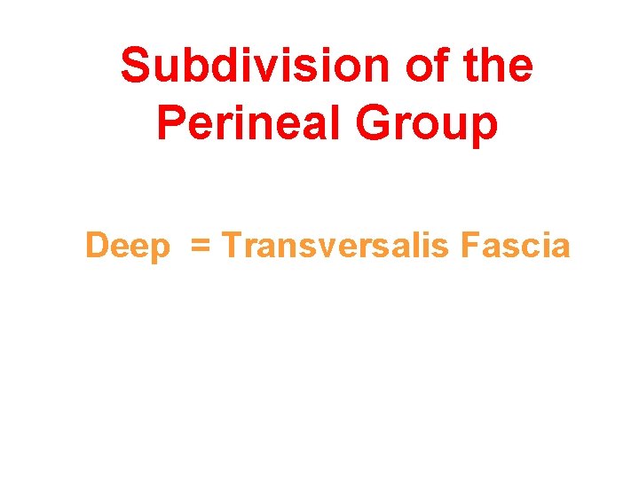 Subdivision of the Perineal Group Deep = Transversalis Fascia 