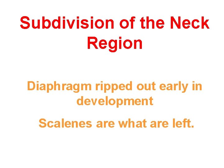 Subdivision of the Neck Region Diaphragm ripped out early in development Scalenes are what