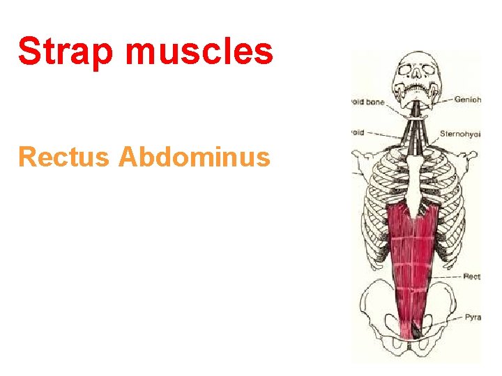 Strap muscles Rectus Abdominus 