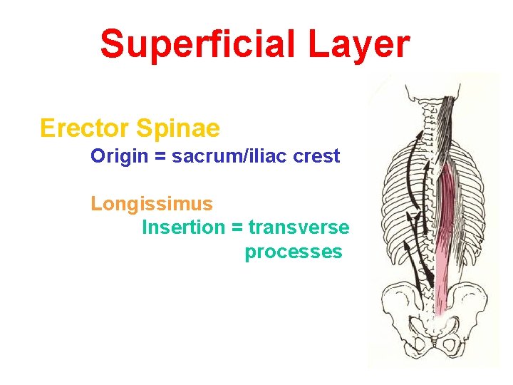 Superficial Layer Erector Spinae Origin = sacrum/iliac crest Longissimus Insertion = transverse processes 
