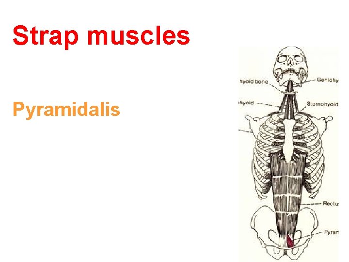 Strap muscles Pyramidalis 