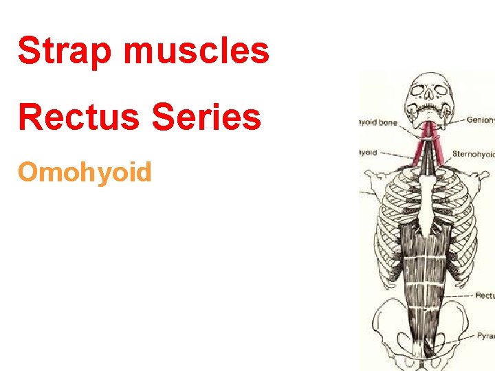 Strap muscles Rectus Series Omohyoid 