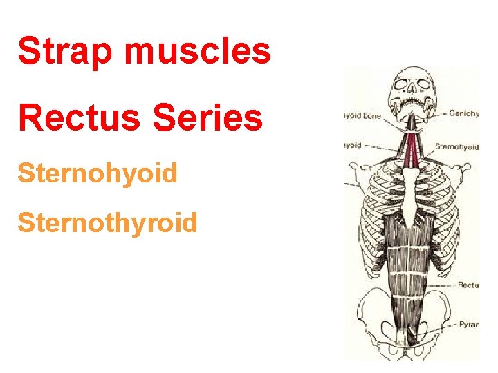 Strap muscles Rectus Series Sternohyoid Sternothyroid 