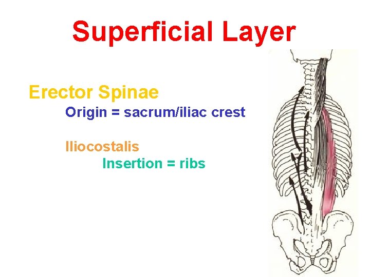 Superficial Layer Erector Spinae Origin = sacrum/iliac crest Iliocostalis Insertion = ribs 