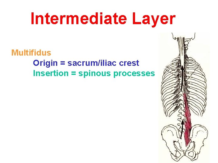 Intermediate Layer Multifidus Origin = sacrum/iliac crest Insertion = spinous processes 