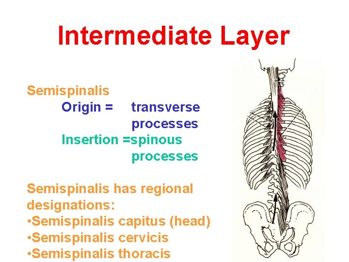 Intermediate Layer Semispinalis Origin = transverse processes Insertion =spinous processes Semispinalis has regional designations: