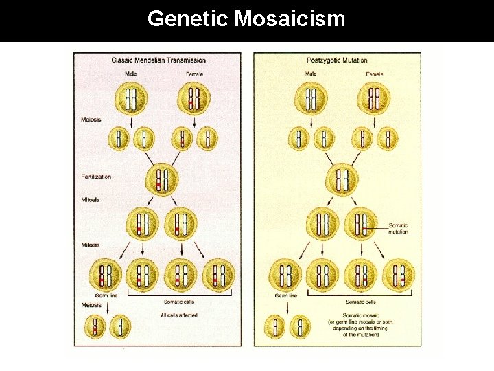 Genetic Mosaicism 