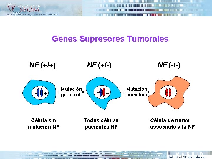 Genes Supresores Tumorales NF (+/+) + + Célula sin mutación NF NF (-/-) NF