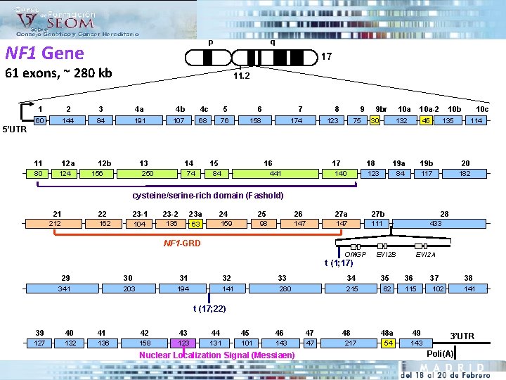 p NF 1 Gene q 17 61 exons, ~ 280 kb 5’UTR 11. 2