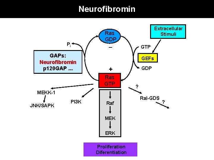 Neurofibromin Extracellular Stimuli Ras GDP _ Pi GAPs: Neurofibromin p 120 GAP. . .