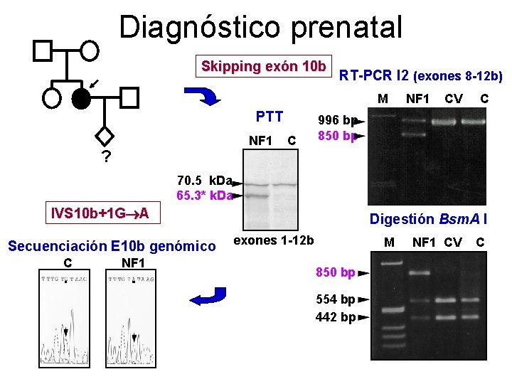 Diagnóstico prenatal 77 Skipping exón 10 b RT-PCR I 2 (exones 8 -12 b)