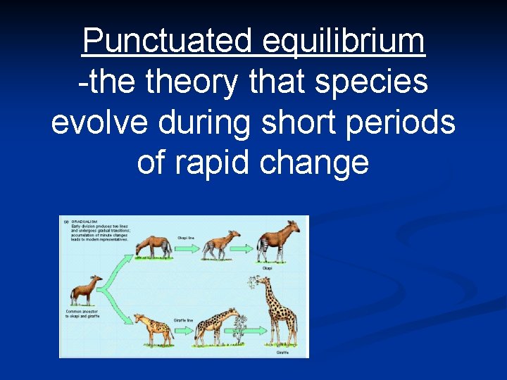 Punctuated equilibrium -the theory that species evolve during short periods of rapid change 