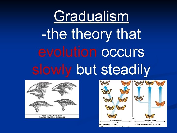 Gradualism -the theory that evolution occurs slowly but steadily 
