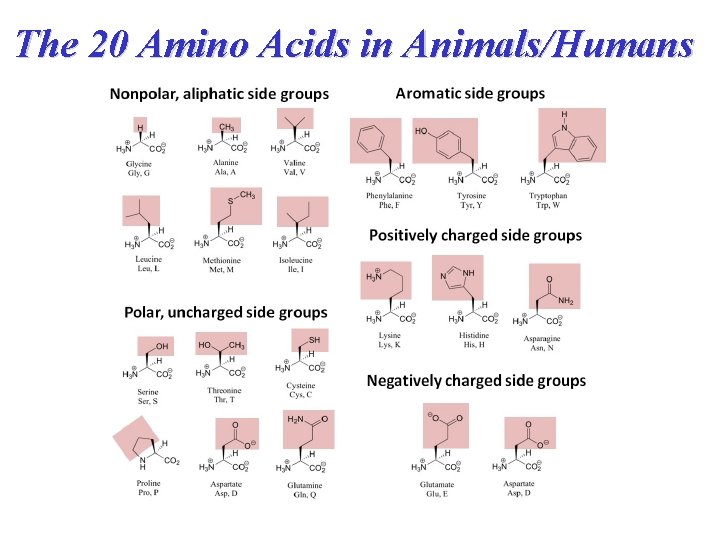 The 20 Amino Acids in Animals/Humans 