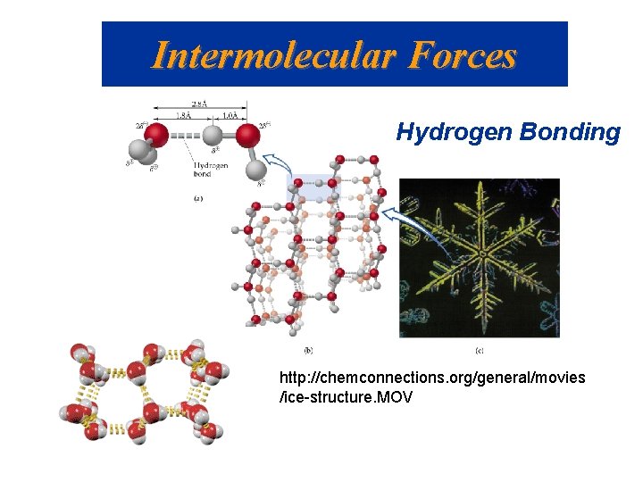 Intermolecular Forces Hydrogen Bonding http: //chemconnections. org/general/movies /ice-structure. MOV 