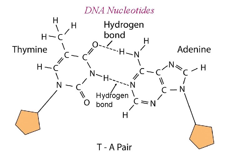 DNA Nucleotides Hydrogen bond 