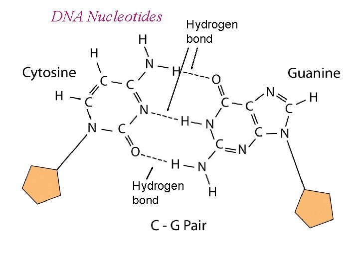 DNA Nucleotides Hydrogen bond 