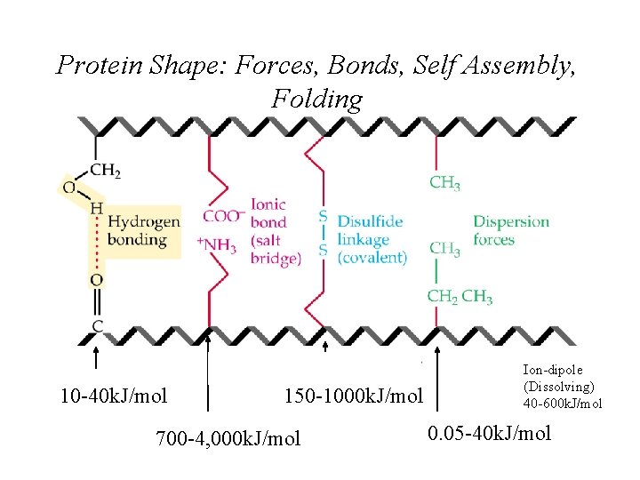 Protein Shape: Forces, Bonds, Self Assembly, Folding 10 -40 k. J/mol 150 -1000 k.