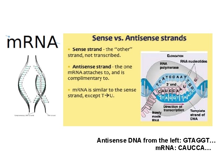 Antisense DNA from the left: GTAGGT… m. RNA: CAUCCA… 