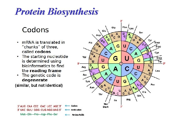 Protein Biosynthesis (similar, but not identical) 