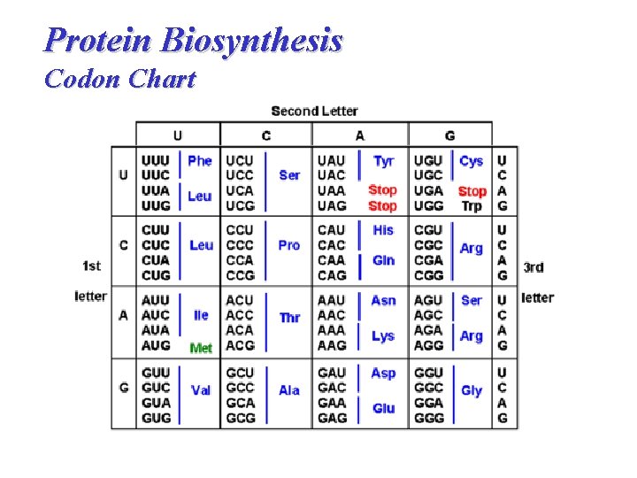 Protein Biosynthesis Codon Chart 