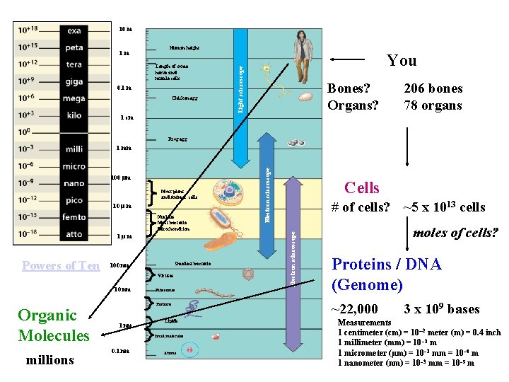 10 m Length of some nerve and muscle cells 0. 1 m Chicken egg