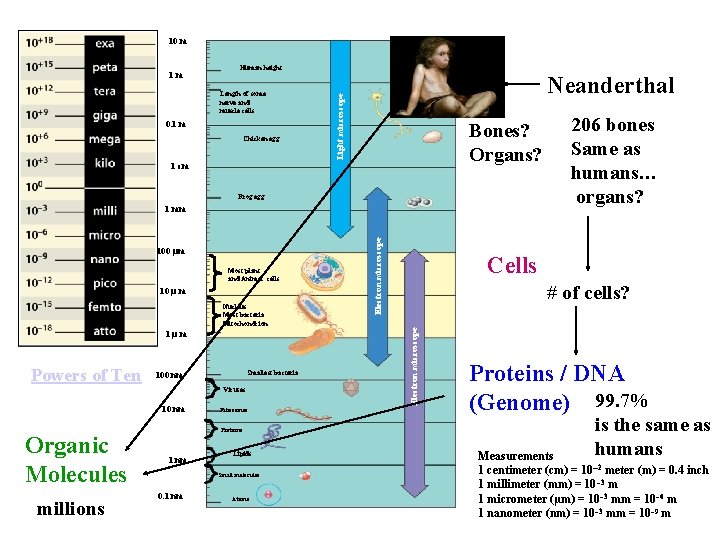 10 m Length of some nerve and muscle cells 0. 1 m Chicken egg