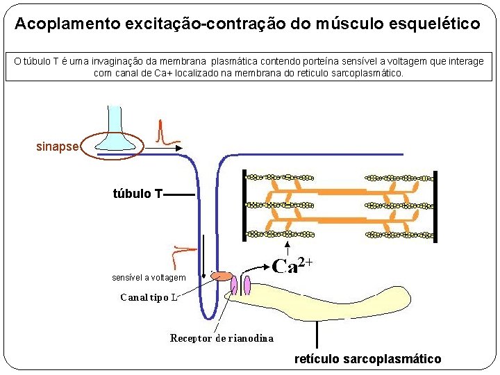 Acoplamento excitação-contração do músculo esquelético O túbulo T é uma invaginação da membrana plasmática