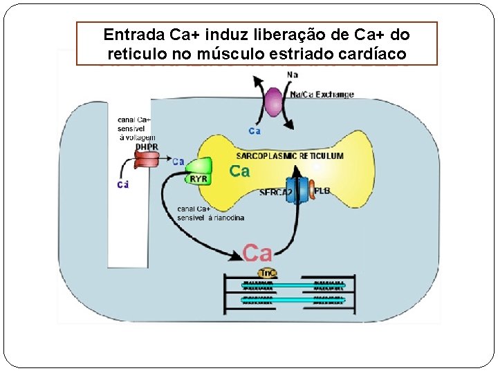 Entrada Ca+ induz liberação de Ca+ do reticulo no músculo estriado cardíaco 