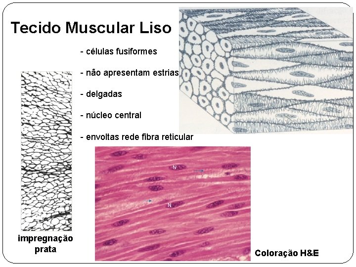 Tecido Muscular Liso - células fusiformes - não apresentam estrias - delgadas - núcleo