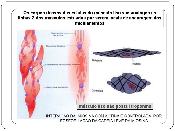 Os corpos densos das células do músculo liso são análogos as linhas Z dos