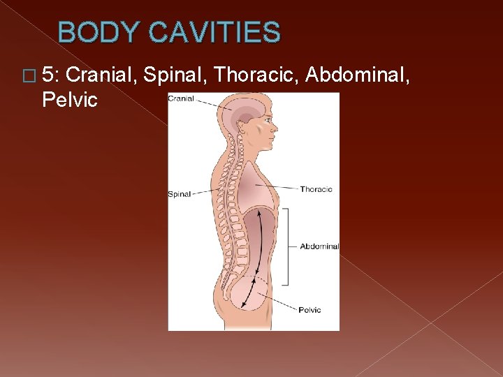 BODY CAVITIES � 5: Cranial, Spinal, Thoracic, Abdominal, Pelvic 