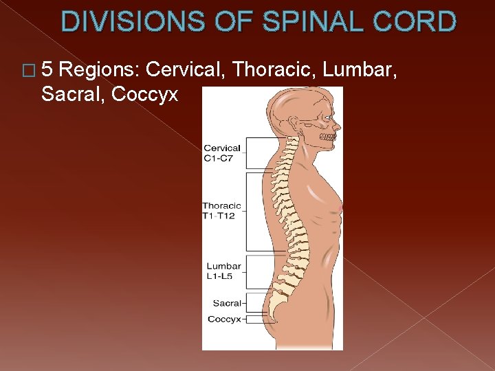 DIVISIONS OF SPINAL CORD � 5 Regions: Cervical, Thoracic, Lumbar, Sacral, Coccyx 