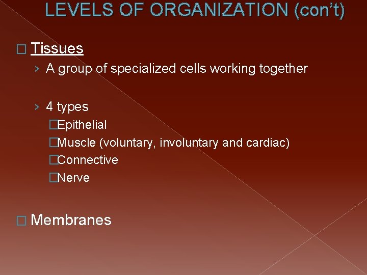 LEVELS OF ORGANIZATION (con’t) � Tissues › A group of specialized cells working together