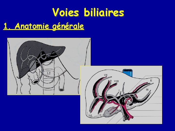Voies biliaires 1. Anatomie générale 